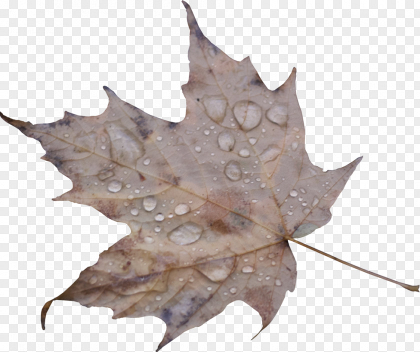 Droplets Leaf Drop Maple Water PNG