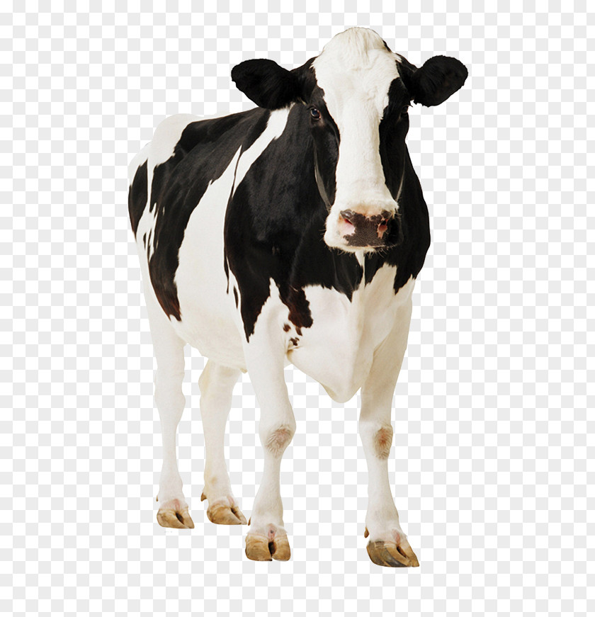 Holstein Friesian Cattle Standee Poster Dairy Farming PNG
