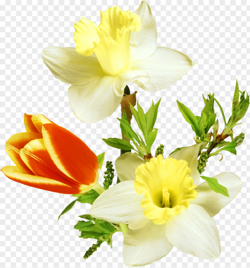 Mimosa March 8 Clip Art PNG