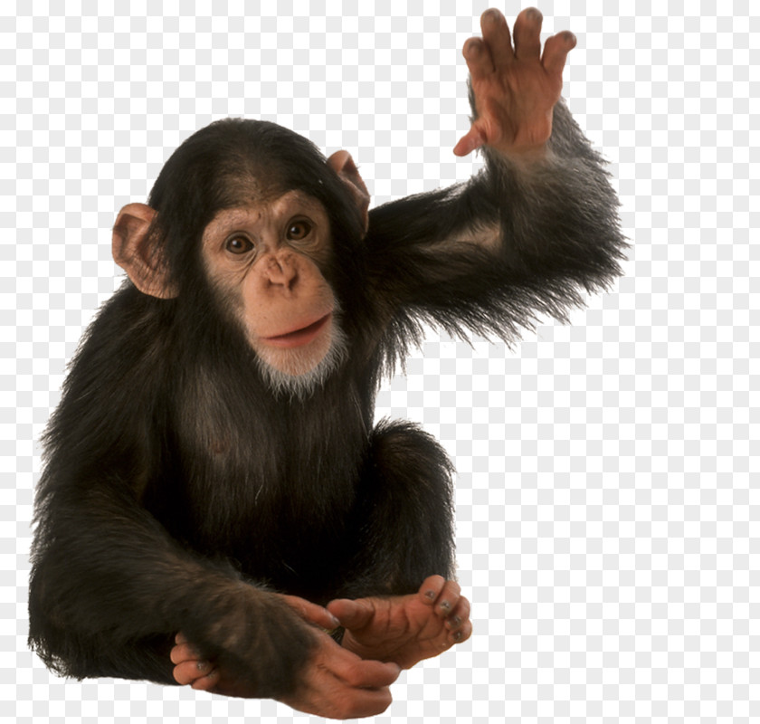 Monkey Common Chimpanzee Orangutan Gorilla PNG