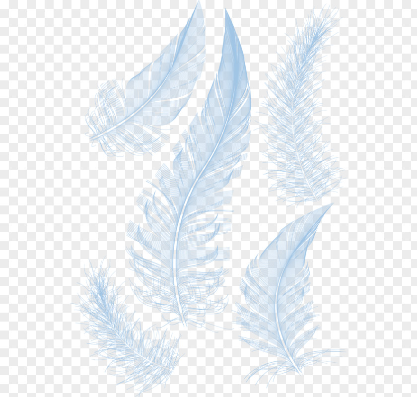 Simple Feather Vector Graphics Drawing Image Clip Art PNG