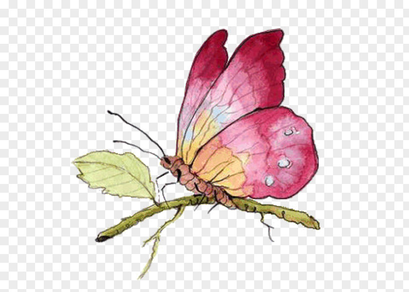 Butterfly Papillon Dog Drawing Insect PNG