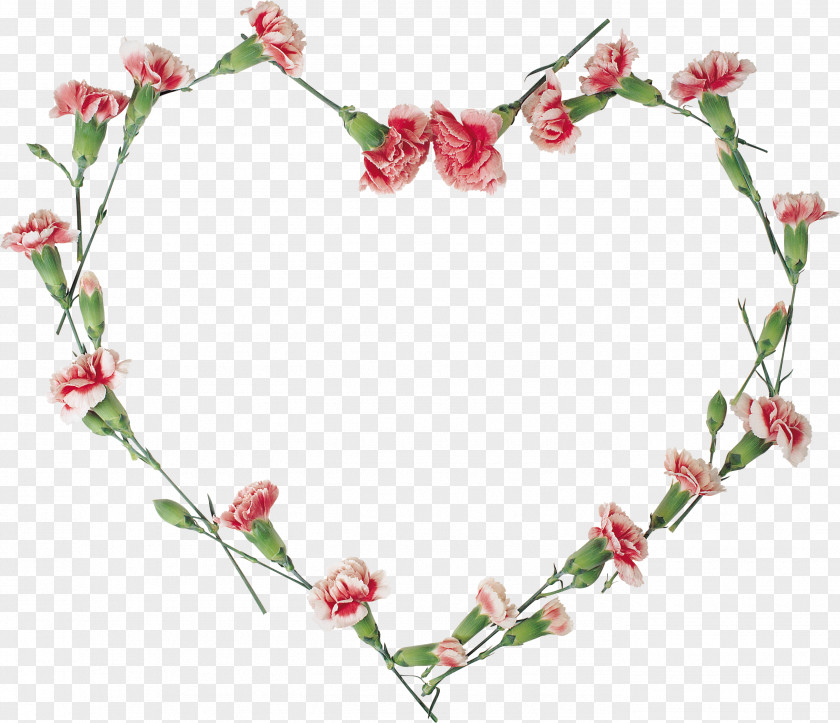 Carnations Vector Floral Design Flower Clip Art PNG
