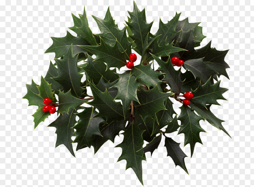 Christmas Holly Eve Clip Art PNG