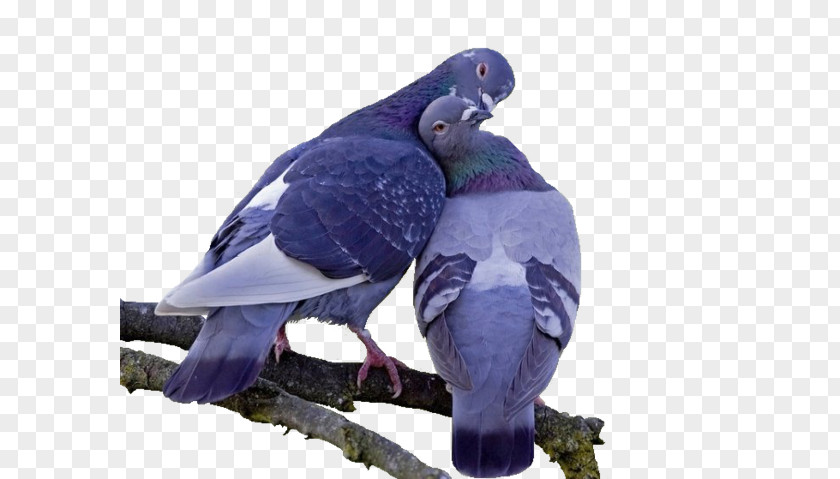 Cuddling Birds Columbidae Bird Domestic Pigeon Clip Art PNG