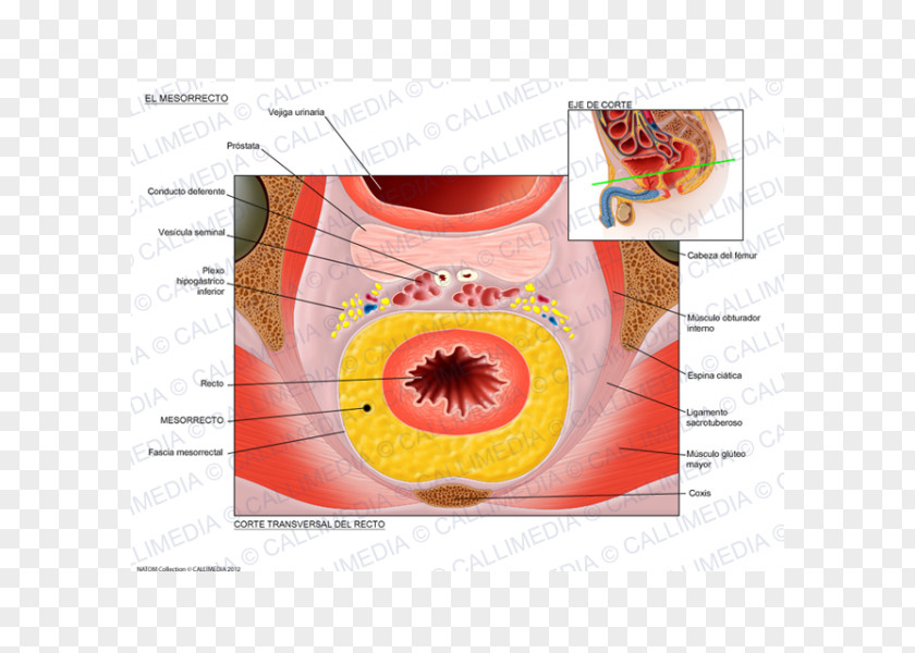 Digestive System Of Human Total Mesorectal Excision Femur Anatomy Skeleton Hypogastric Nerve PNG