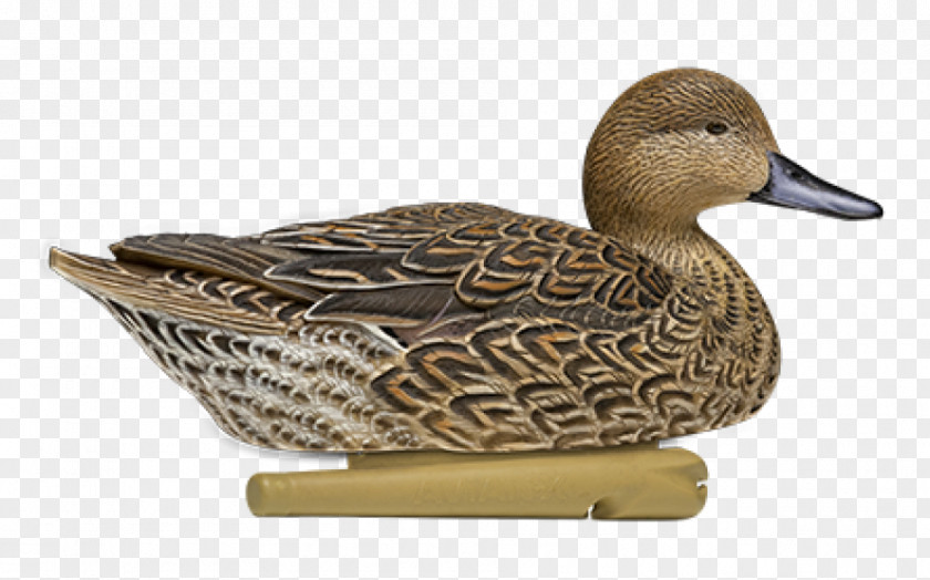 Duck Decoy Mallard Northern Pintail PNG