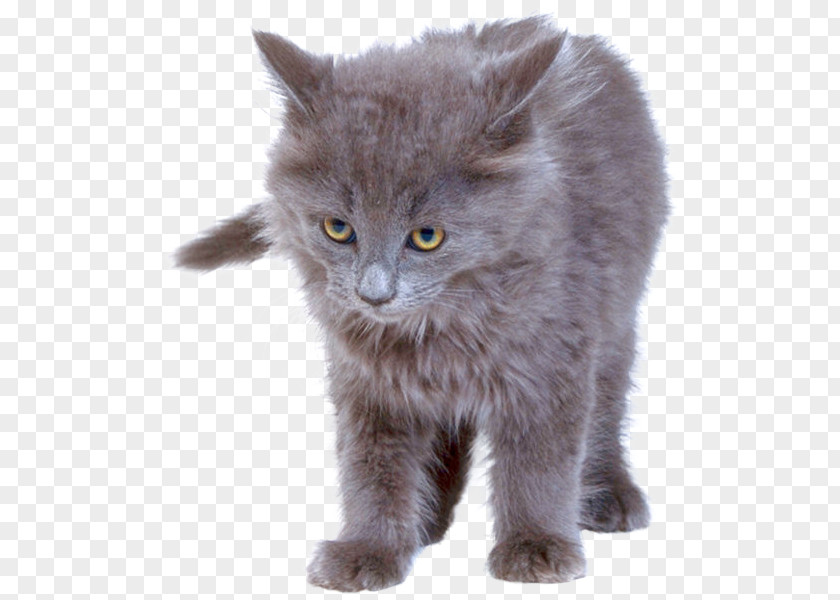 Kitten British Semi-longhair Nebelung Whiskers Chartreux PNG
