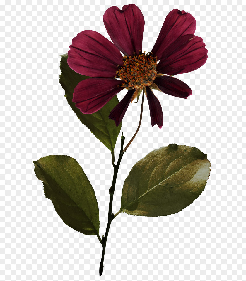 Flower Petal Color Red PNG