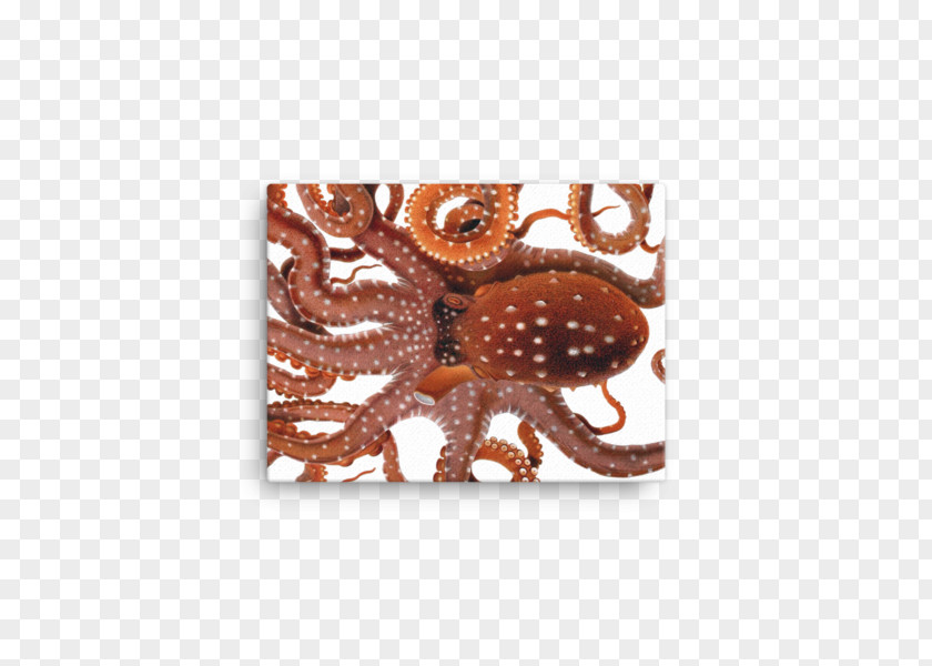 Painting Octopus Cephalopod Botanical Illustration Drawing PNG