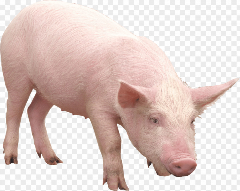 Pink Pig Image Bornean Bearded The War PNG