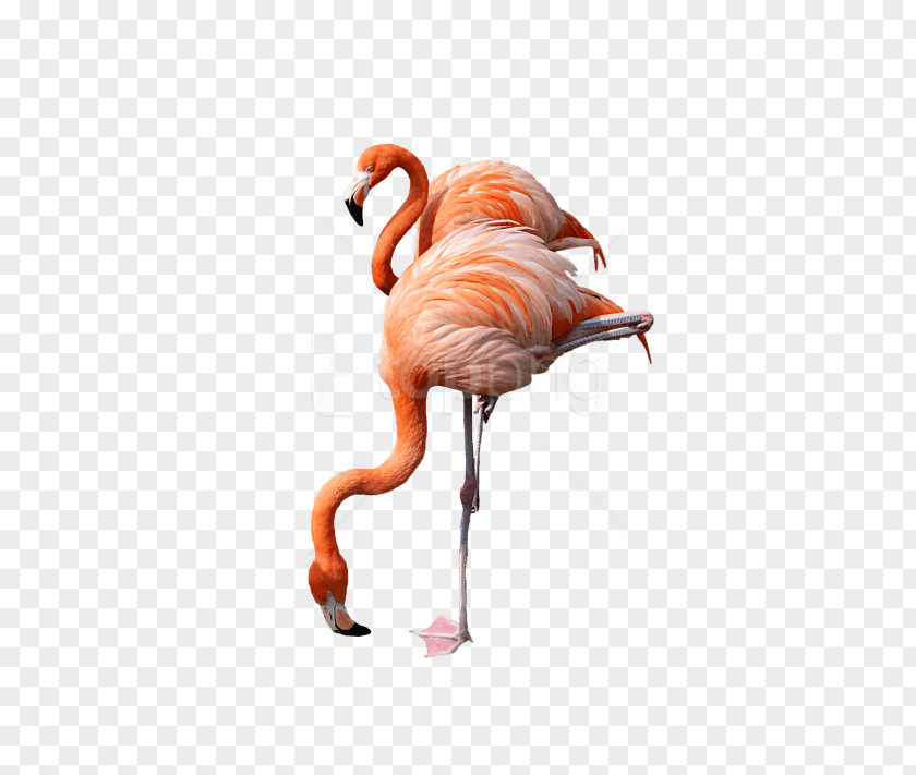 Wildlife Beak Flamingo Cartoon PNG