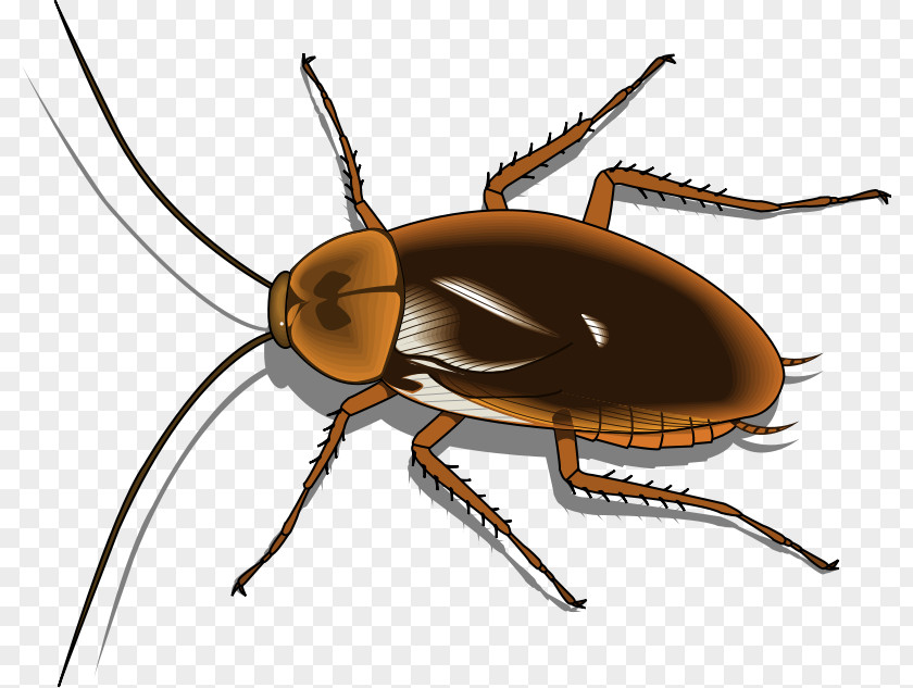 Free Insect Photos Cockroach Content Clip Art PNG