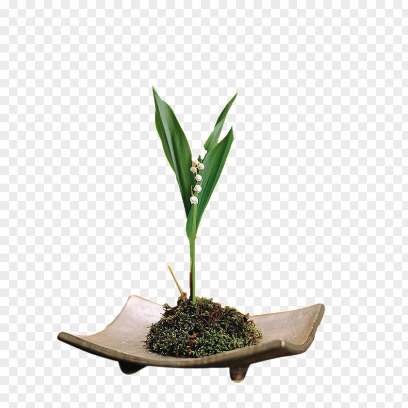 Lily Of The Valley Xinhezhen Icon PNG