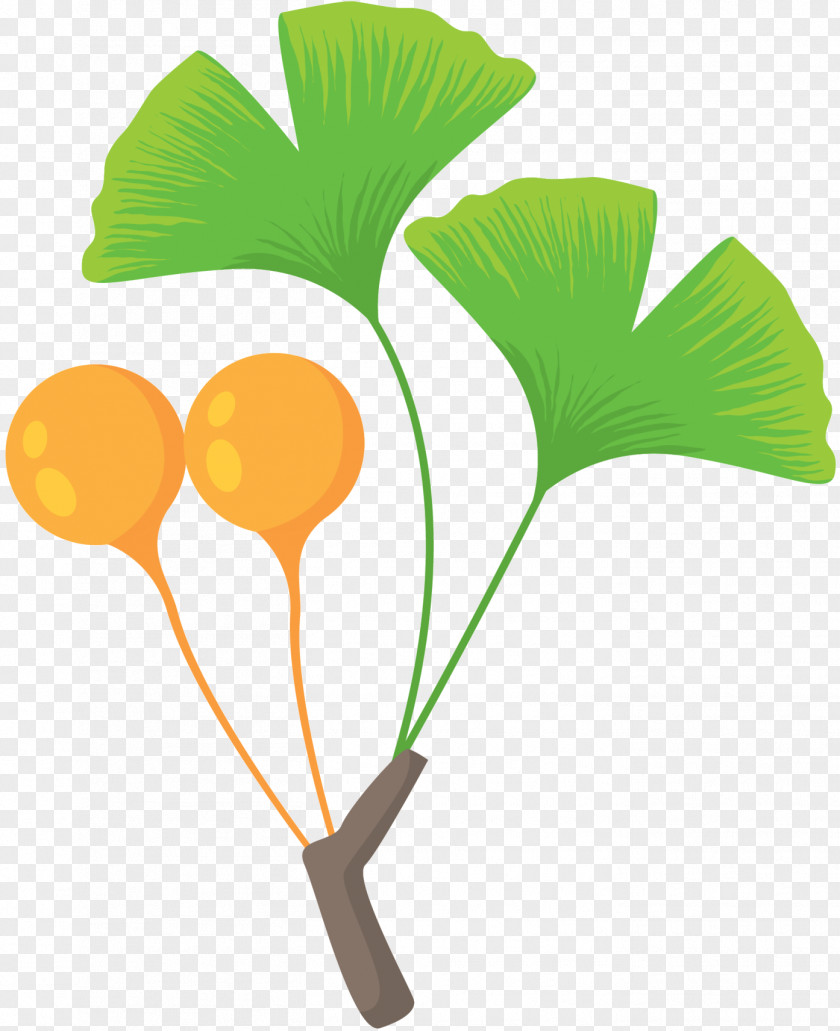 Maidenhair Tree Leaf PNG