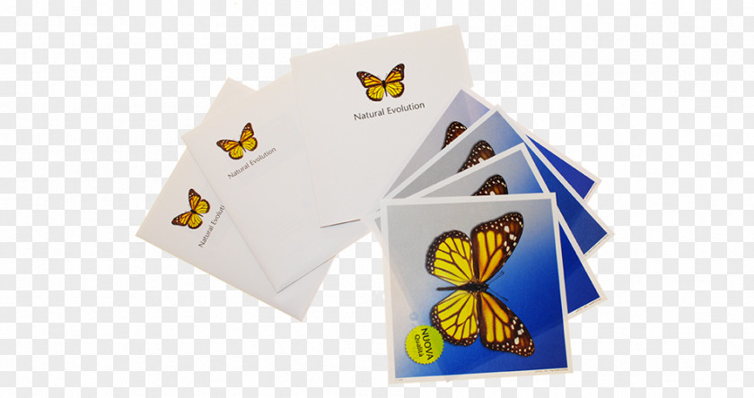 Butterfly Paper Brand 2M PNG