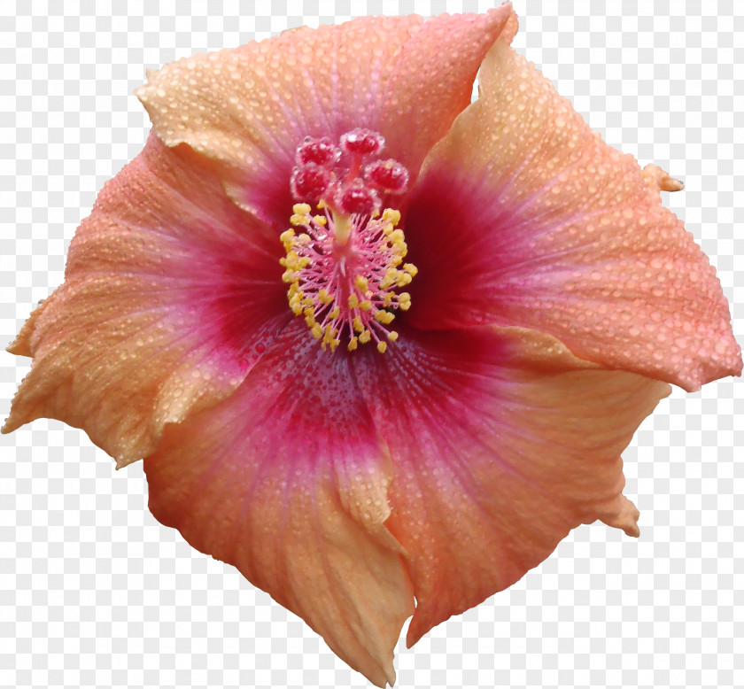 Flora Flower Hibiscus Texture Mapping 3D Computer Graphics PNG