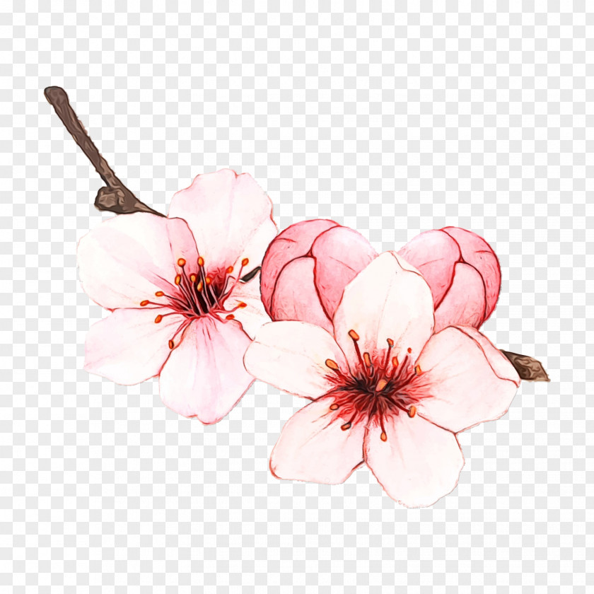 Geranium Prunus Drawing Of Family PNG