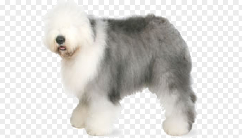 Old English Sheepdog Shetland Dog Breed Poodle PNG