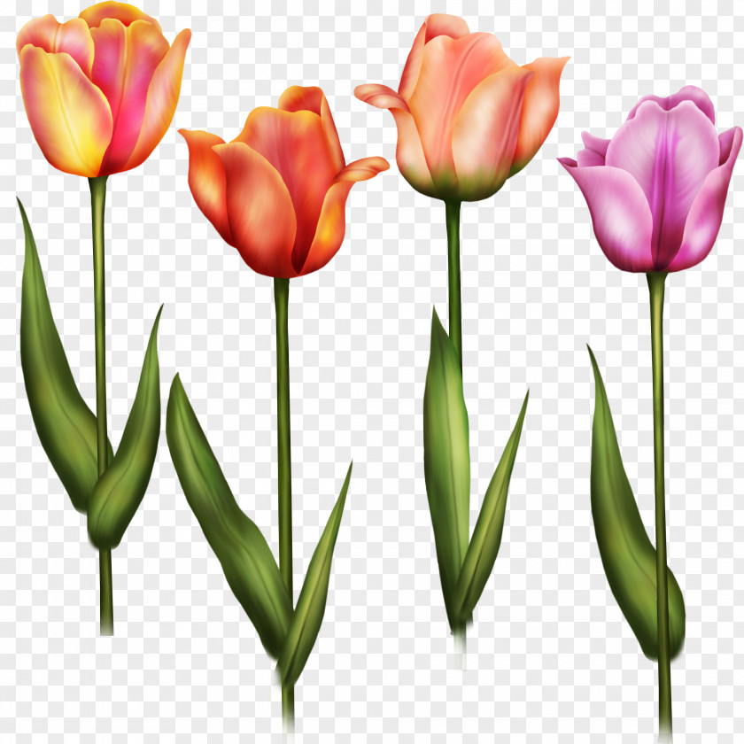 Tulip Flower Painting Clip Art PNG