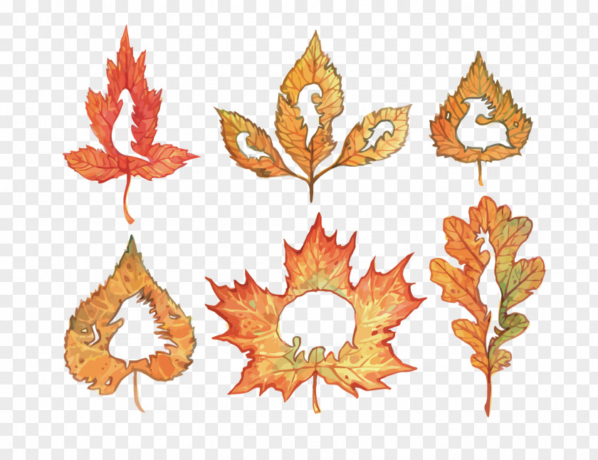 Vector Autumn Leaves Leaf Illustration PNG