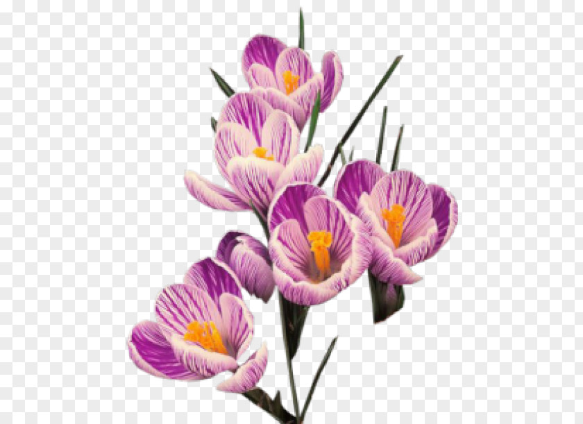 Crocuses Clip Art PNG