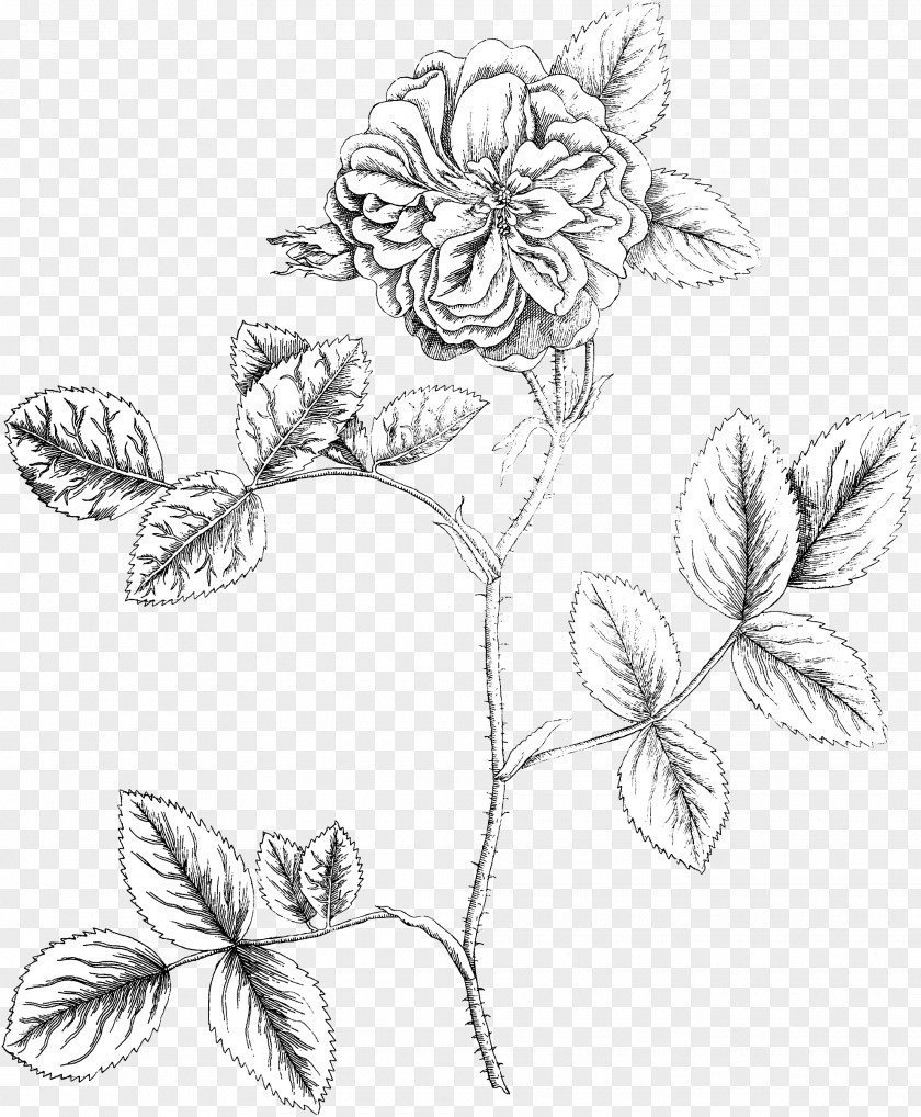 Damask Rose Floral Design Botany Botanical Illustration Flower PNG