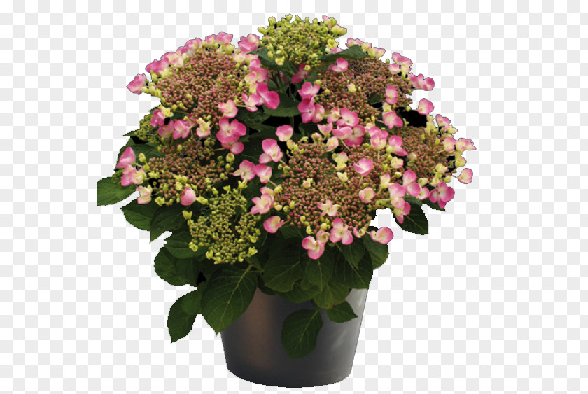 Hydrangea Cook's Garden Centre Cut Flowers Blue PNG