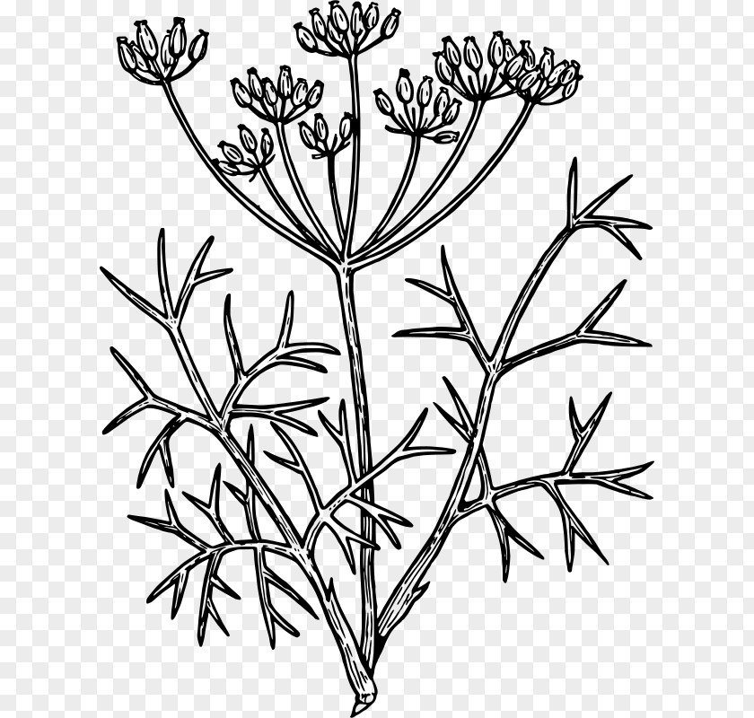 Plant Flower Stem Pedicel Heracleum (plant) PNG