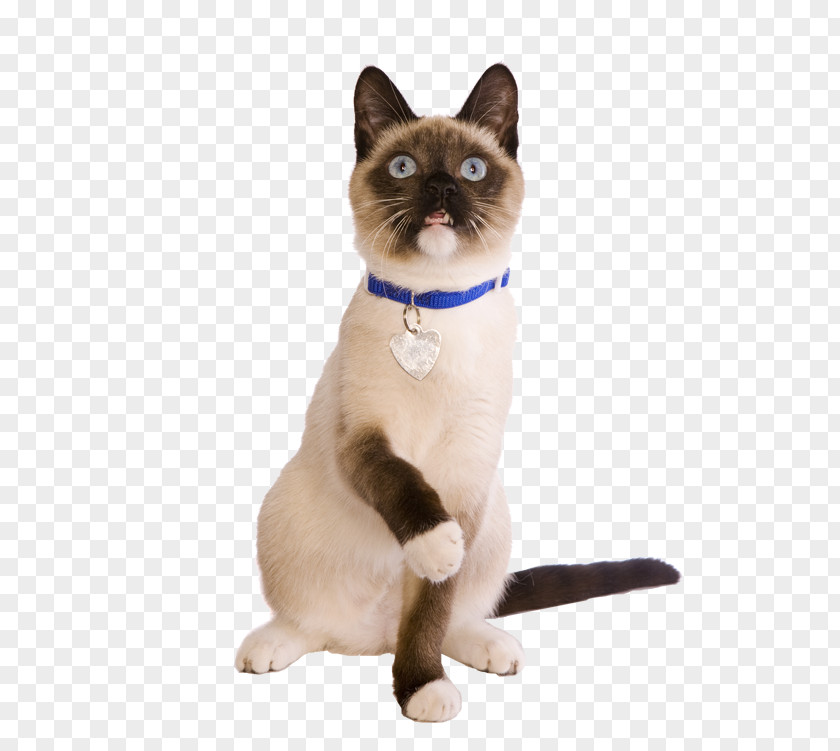 Siamese Cat Thai Domestic Short-haired Whiskers Food PNG