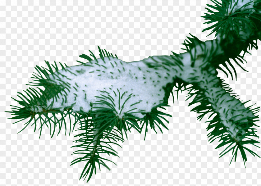 TWIG Snow Information Photography Clip Art PNG