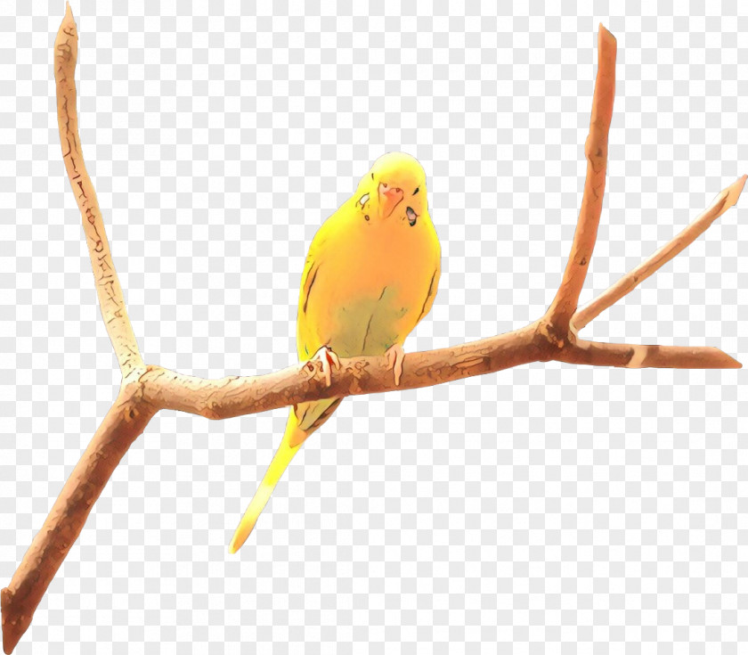 Bird Beak Branch Budgie Atlantic Canary PNG