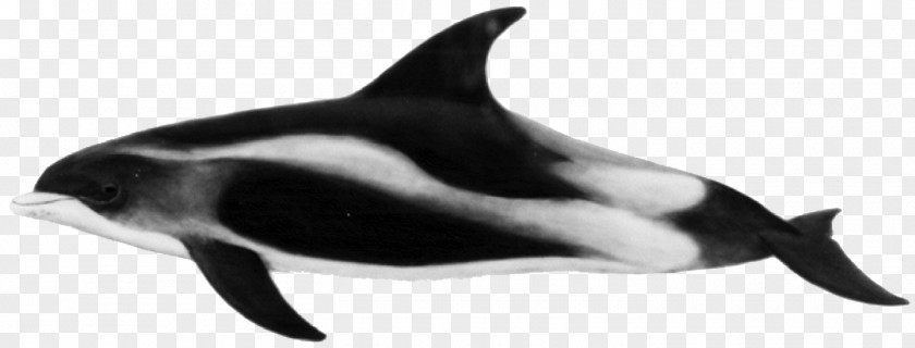Black And White Dolphin Pictures Rough-toothed Short-beaked Common White-beaked Porpoise Striped PNG