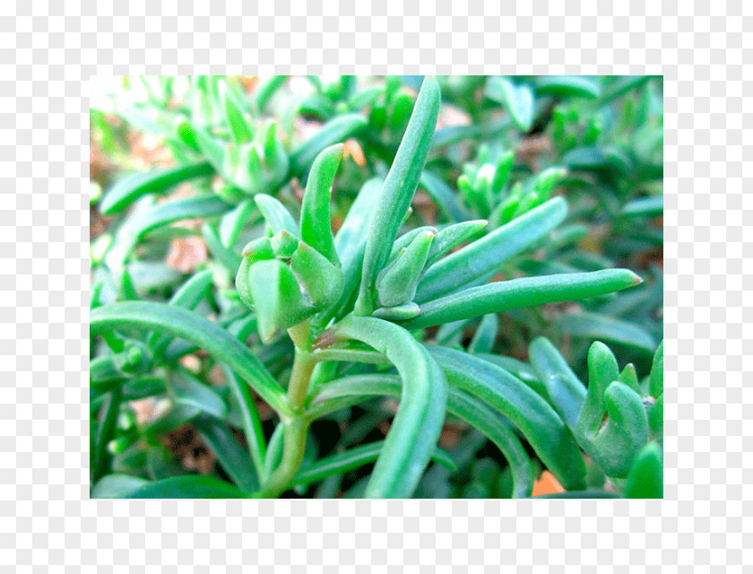 Delosperma Cooperi Southern Africa Hardy Iceplant Succulent Plant Herb Seed PNG