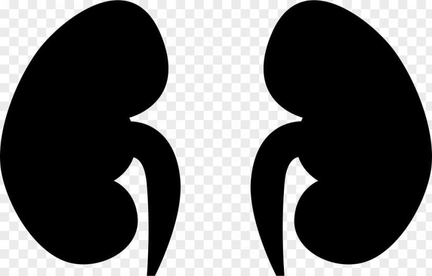 Kidney Clip Art PNG