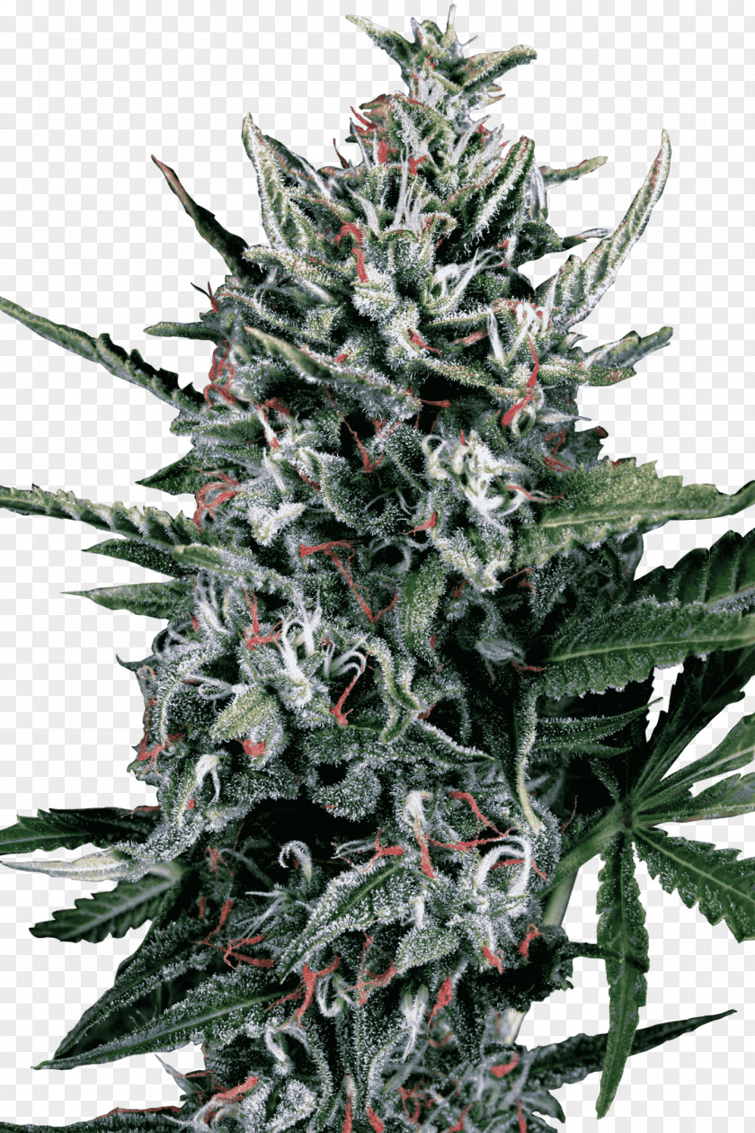 Car Autoflowering Cannabis Seed Hemp PNG