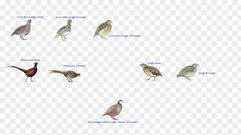 Feather Beak Fauna Ecosystem Wildlife PNG