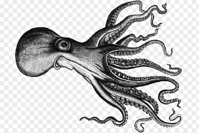 Fish Octopus Squid Swordfish Black Scabbardfish PNG