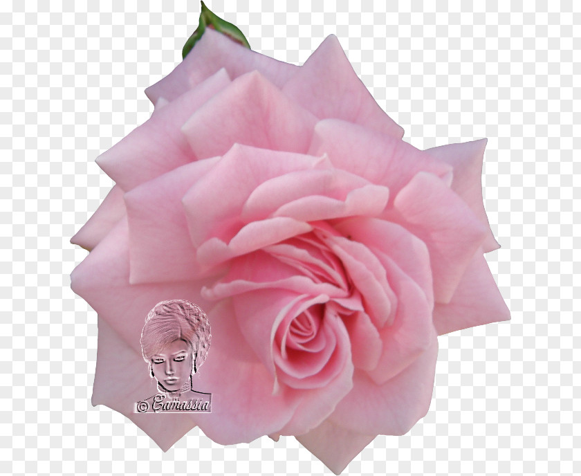 Garden Roses Cabbage Rose Floribunda Cut Flowers Petal PNG