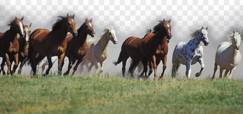 Horse Mustang American Quarter Arabian Andalusian Thoroughbred PNG