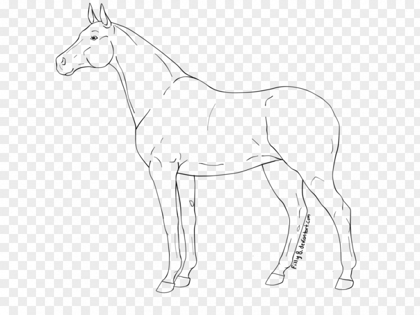 Mustang Mule Foal Colt Stallion PNG