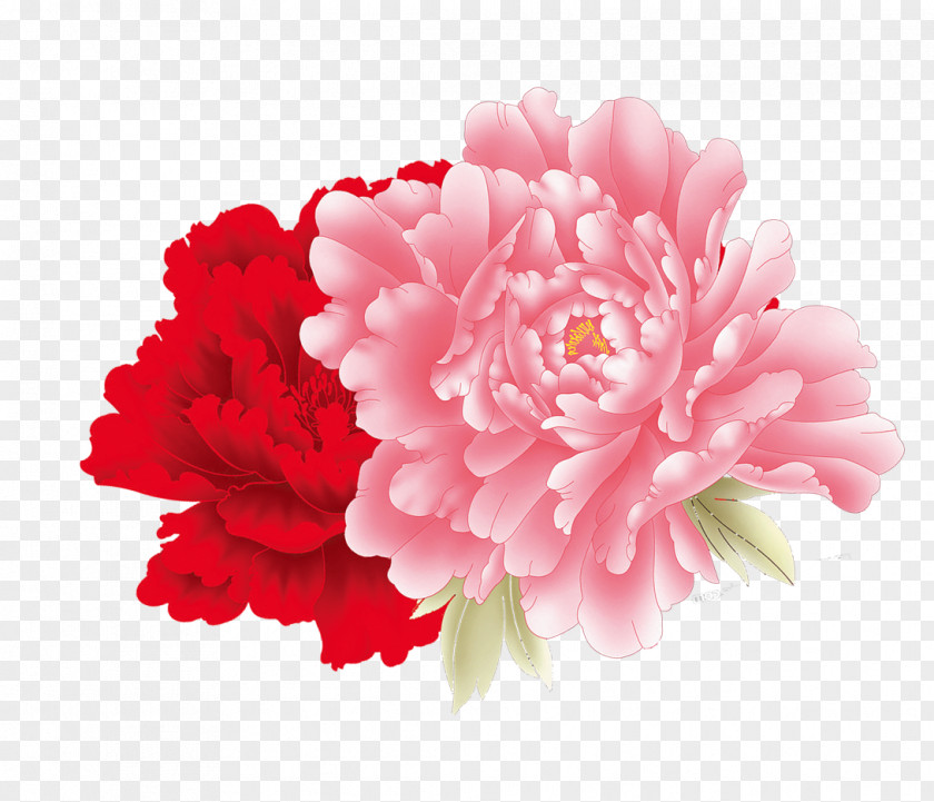 Peony Moutan Flower Icon PNG
