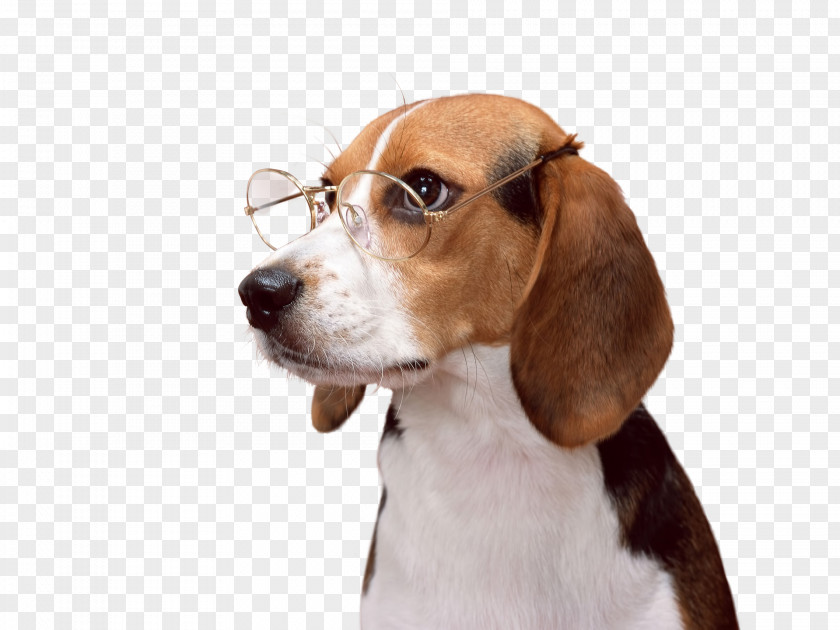 Puppy Beagle-Harrier Desktop Wallpaper PNG