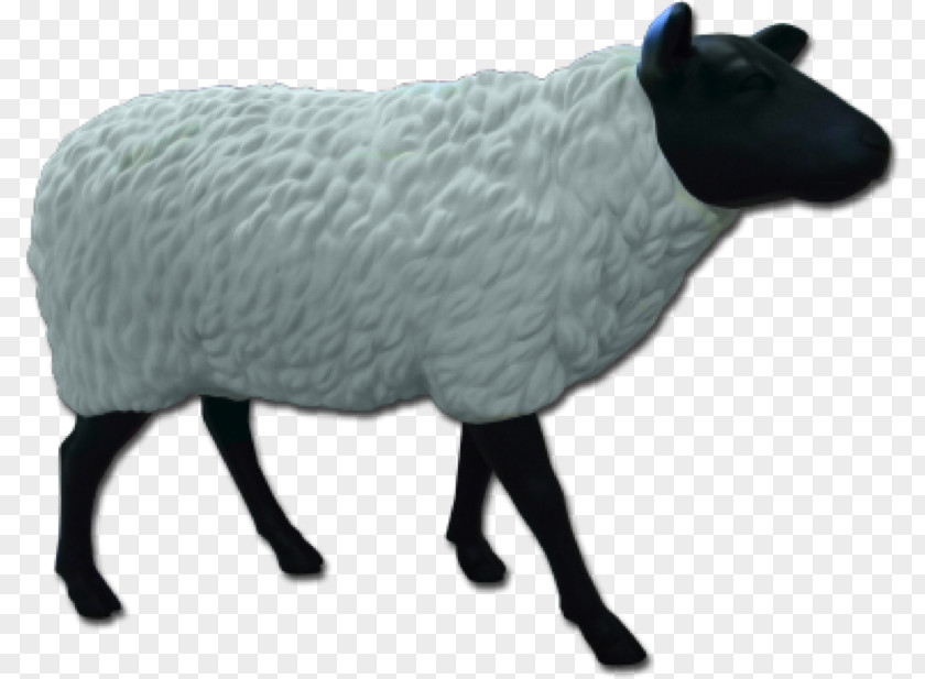 Sheep Wool Snout Animal PNG