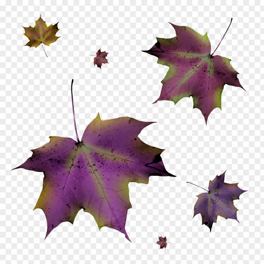 Autumn Leaves Leaf Purple PNG