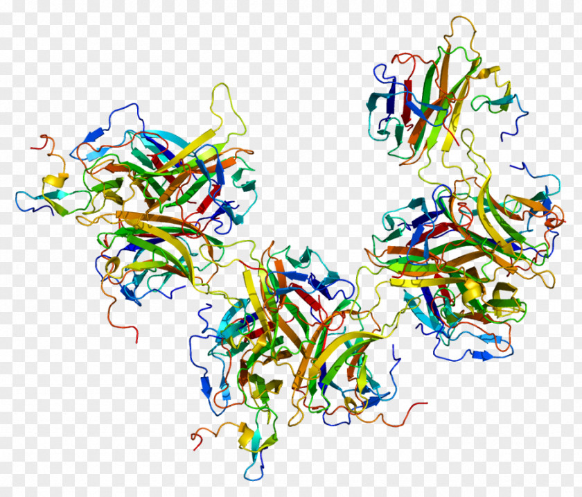 B-cell Activating Factor BAFF Receptor TNF Superfamily Protein PNG