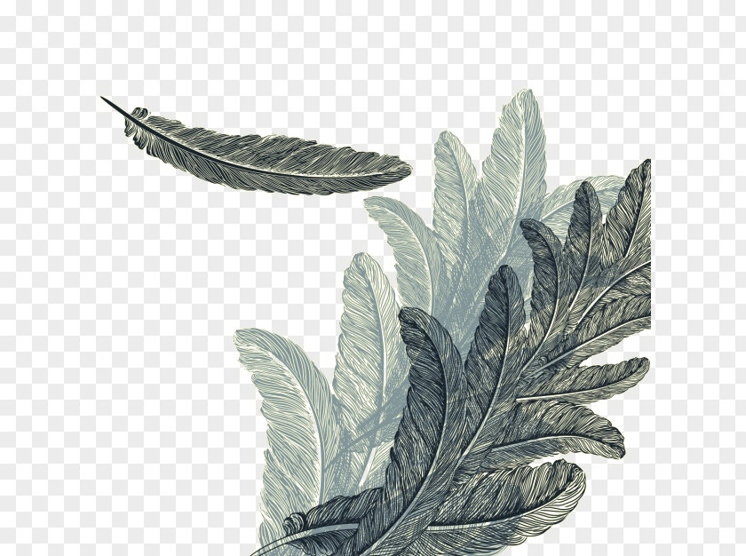 Feathers Background Design Feather Drawing Royalty-free Watercolor Painting PNG