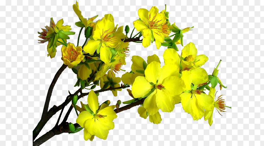 Hypericum Mustard Subshrub Petal PNG