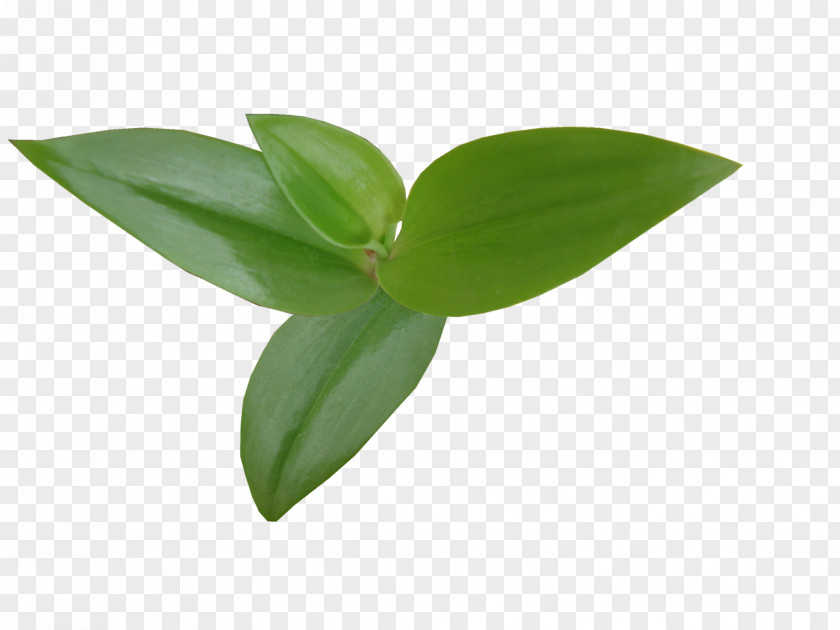 Leaf Plant Stem Yandex Search Clip Art PNG