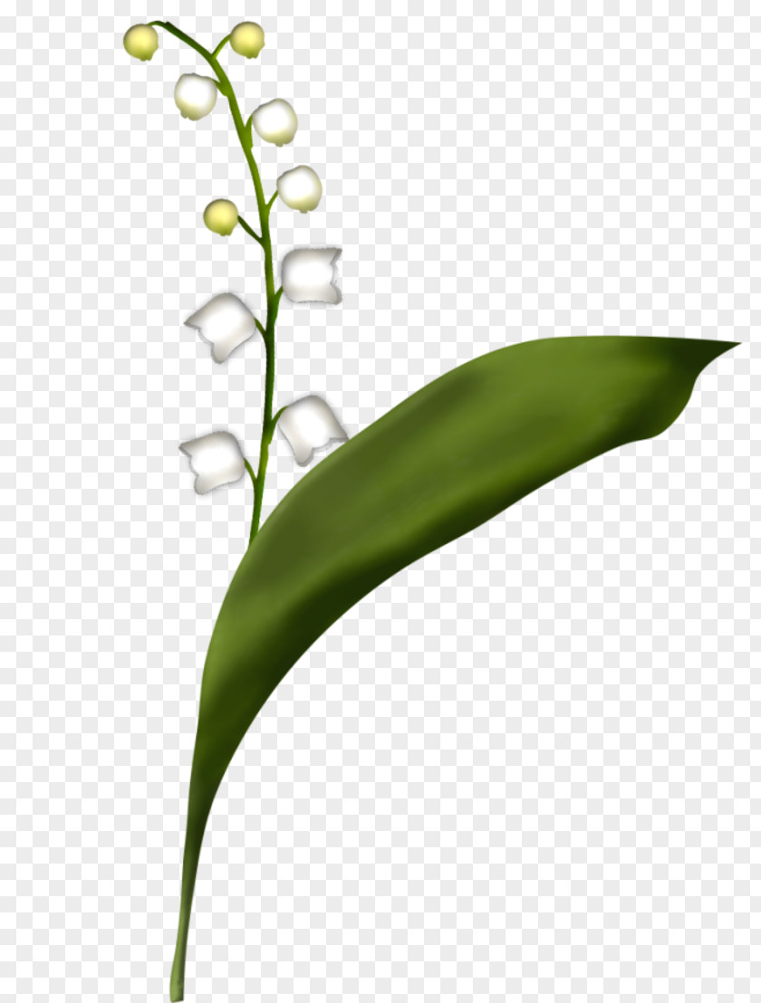 Lily Of The Valley Flower Plant Stem Leaf Grass PNG